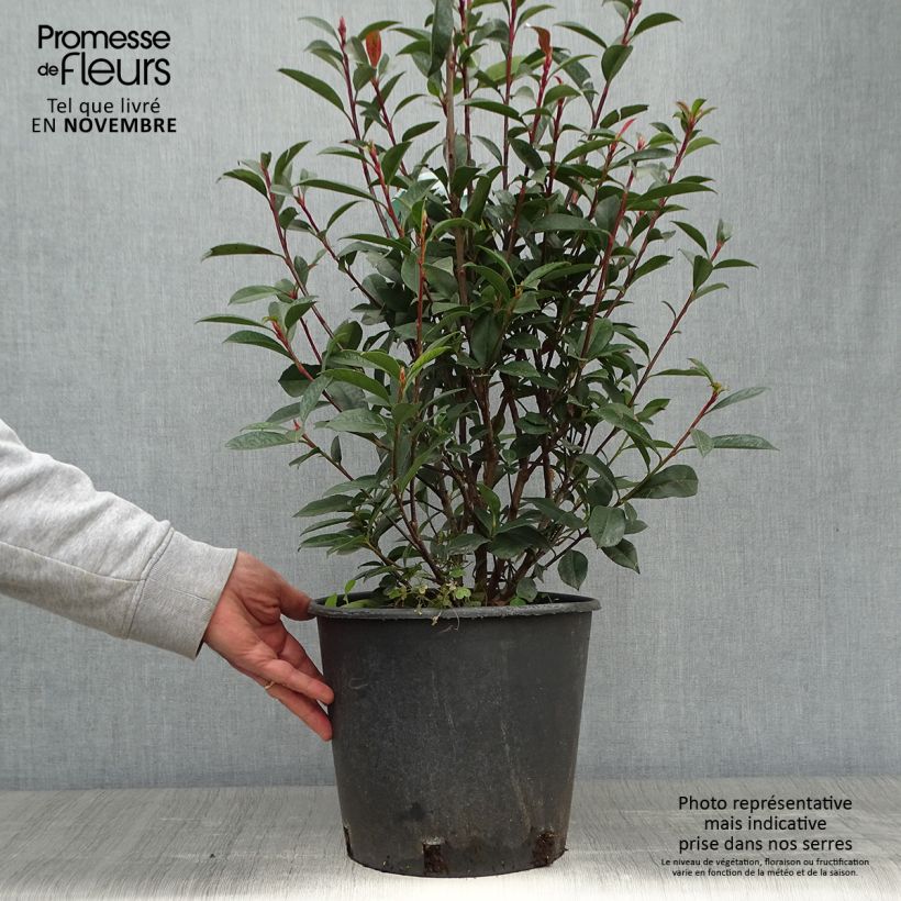 Ejemplar de Photinia fraseri Carré Rouge - Fotinia Maceta 7,5L/10L entregado en otoño