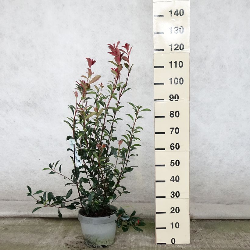 Ejemplar de Photinia fraseri Carré Rouge - Fotinia Maceta 7,5L/10LAltura de entrega aprox. 60/80cm entregado en verano
