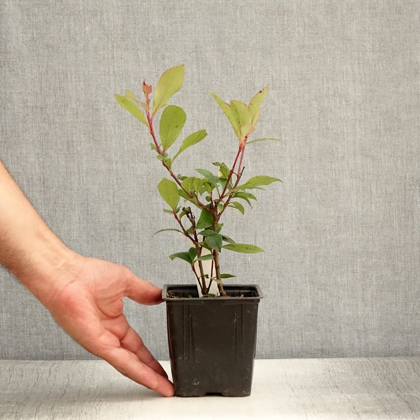 Ejemplar de Photinia fraseri Carré Rouge - Fotinia Maceta de 8/9 cm entregado en verano