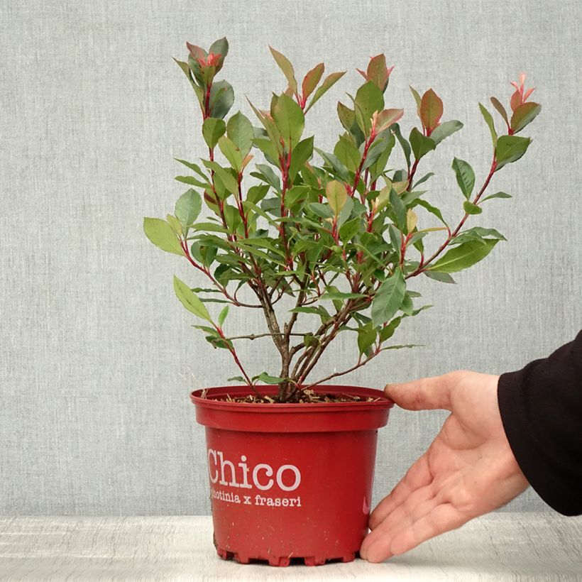 Ejemplar de Photinia fraseri Chico - Fotinia Maceta 2L/3L entregado en otoño