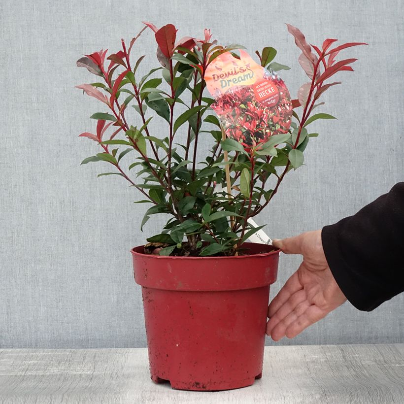 Ejemplar de Photinia fraseri Devil's Dream - Fotinia Maceta 2L/3L entregado en otoño