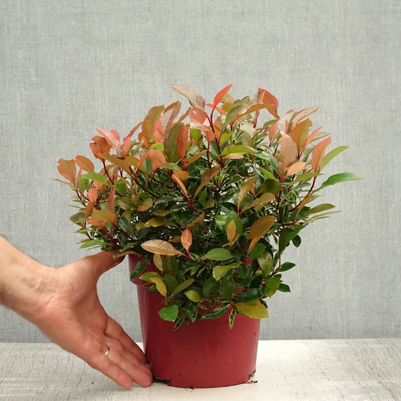 Ejemplar de Photinia fraseri Little Fenna - Fotinia Maceta 2L/3LAltura de entrega aprox. 20/25cm entregado en verano