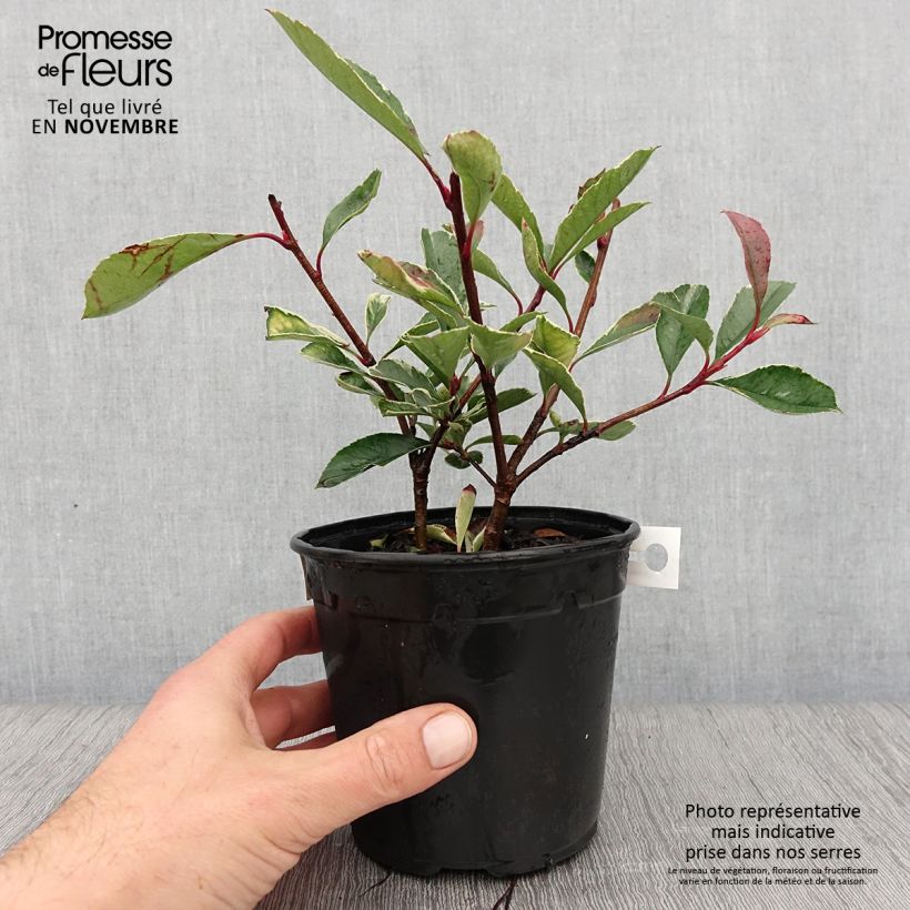 Ejemplar de Photinia fraseri Pink Marble - Fotinia Maceta 1L/1,5L entregado en otoño