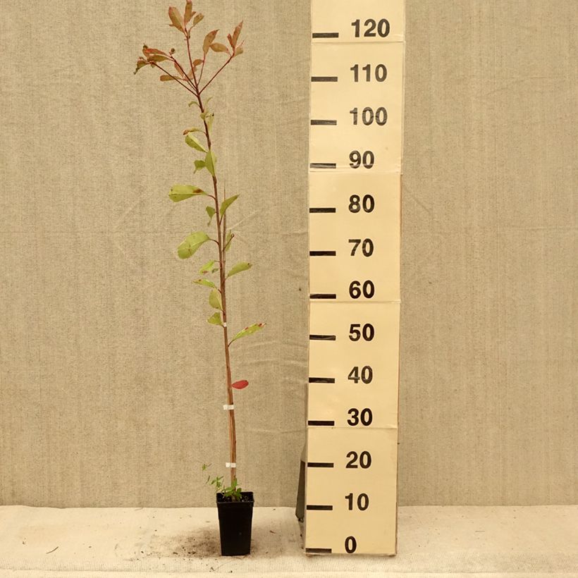 Ejemplar de Photinia fraseri Pink Marble - Fotinia Maceta 1L/1,5LAltura de entrega aprox. 120cm entregado en verano