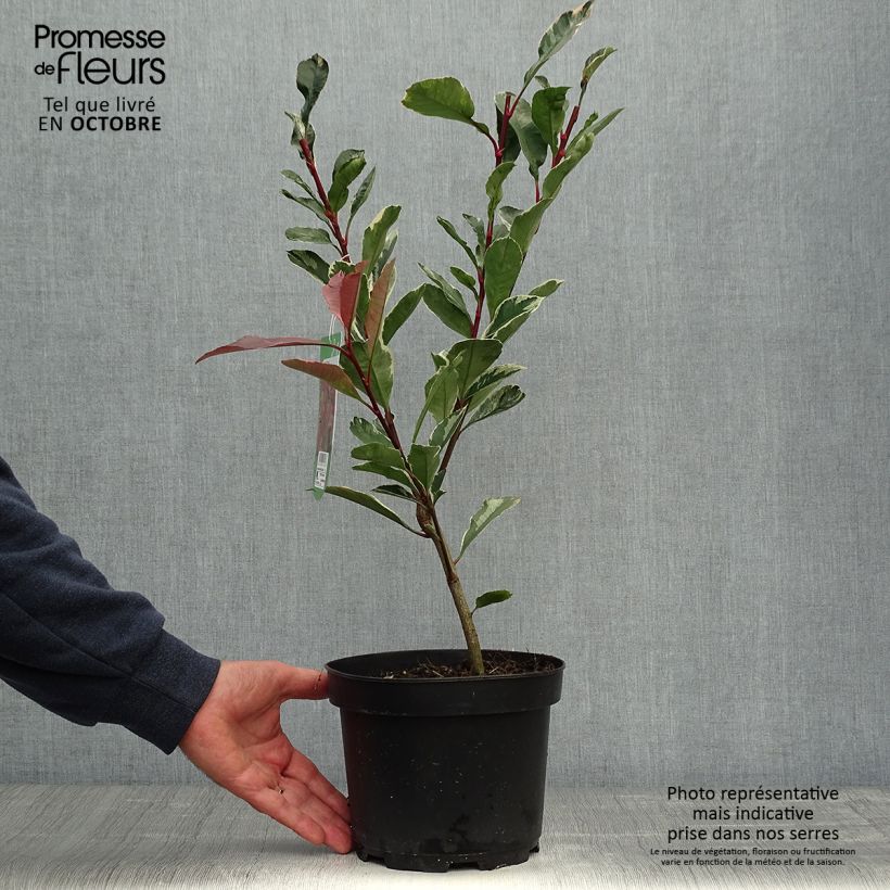Ejemplar de Photinia fraseri Pink Marble - Fotinia Maceta 2L/3L entregado en otoño