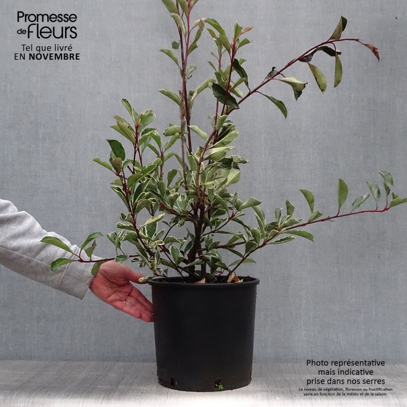 Ejemplar de Photinia fraseri Pink Marble - Fotinia Maceta 7,5L/10L entregado en otoño