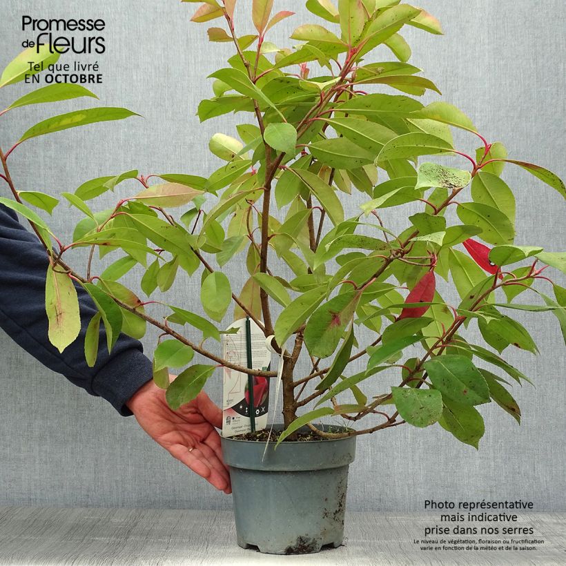 Ejemplar de Photinia fraseri Red Light - Fotinia Maceta 3L/4L entregado en otoño