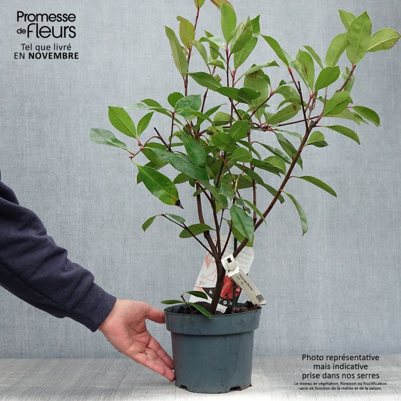 Ejemplar de Photinia fraseri Red Robin - Fotinia Maceta 2L/3L entregado en otoño