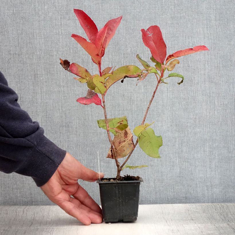 Ejemplar de Photinia fraseri Red Robin Blood - Fotinia Maceta de 8/9 cm entregado en verano