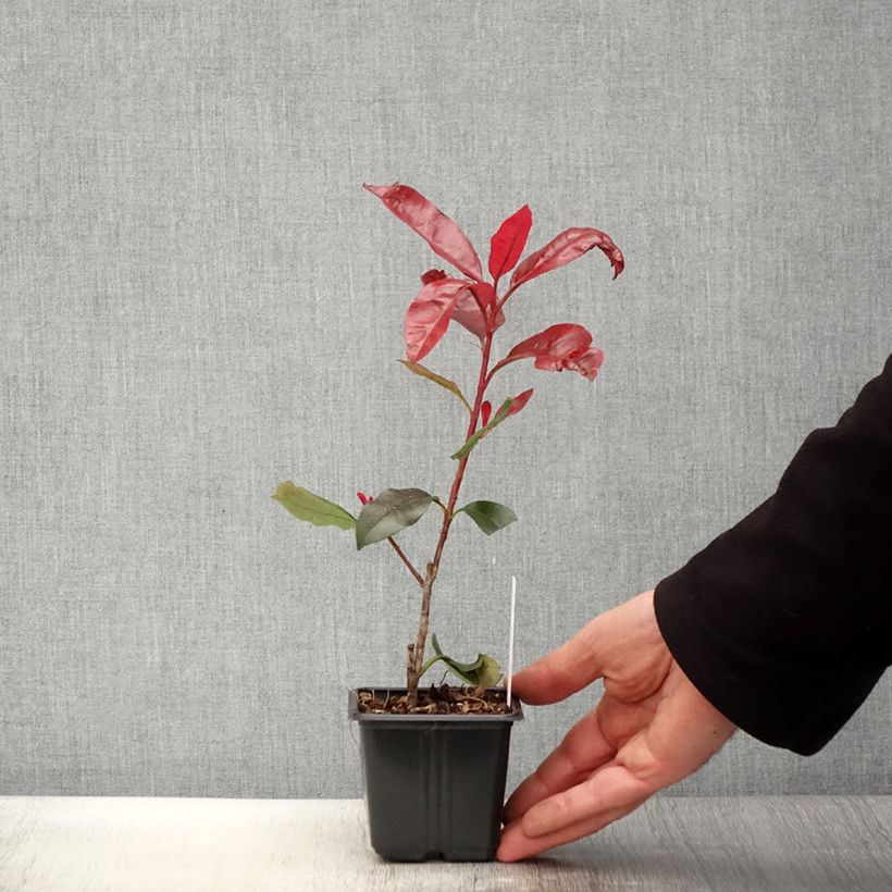 Photinia fraseri Red Robin Blood - Fotinia Maceta de 8/9 cmAltura de entrega aprox. 10/15cm Ejemplar entregado en la primavera