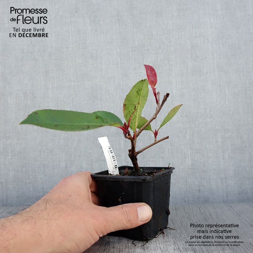 Ejemplar de Photinia fraseri Red Robin - Fotinia Maceta de 8/9 cm entregado en otoño