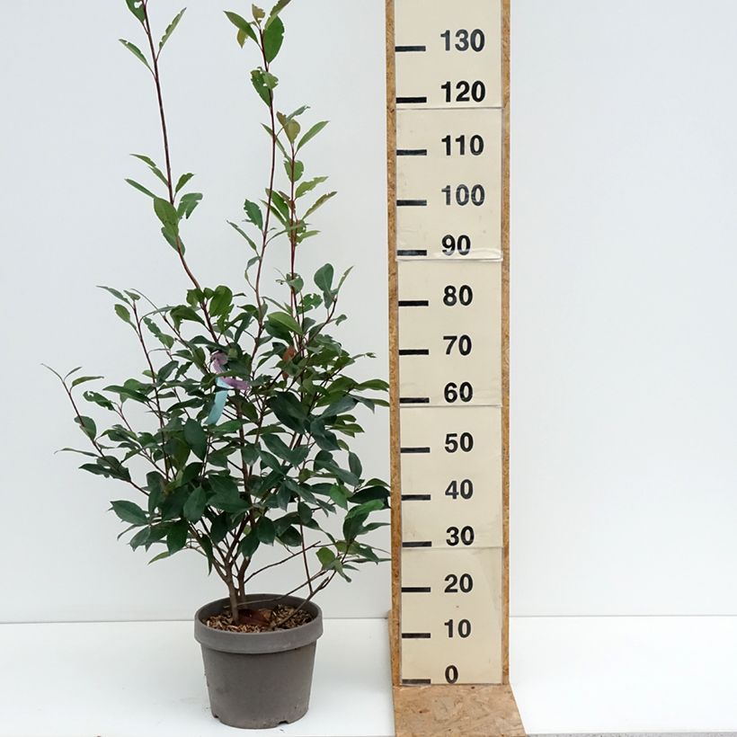 Ejemplar de Photinia fraseri Red Robin - Fotinia Maceta 7,5L/10L entregado en verano