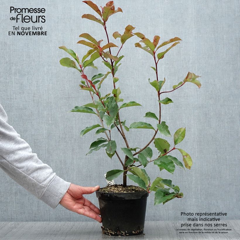Ejemplar de Photinia fraseri Red Select - Fotinia Maceta 3L/4L entregado en otoño