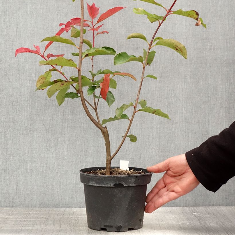 Photinia fraseri Red Select - Fotinia Maceta 3L/4LAltura de entrega aprox. 20/40cm Ejemplar entregado en la primavera