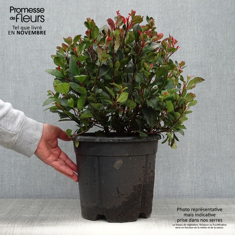 Ejemplar de Photinia Little Red Robin en pot de 10L entregado en otoño