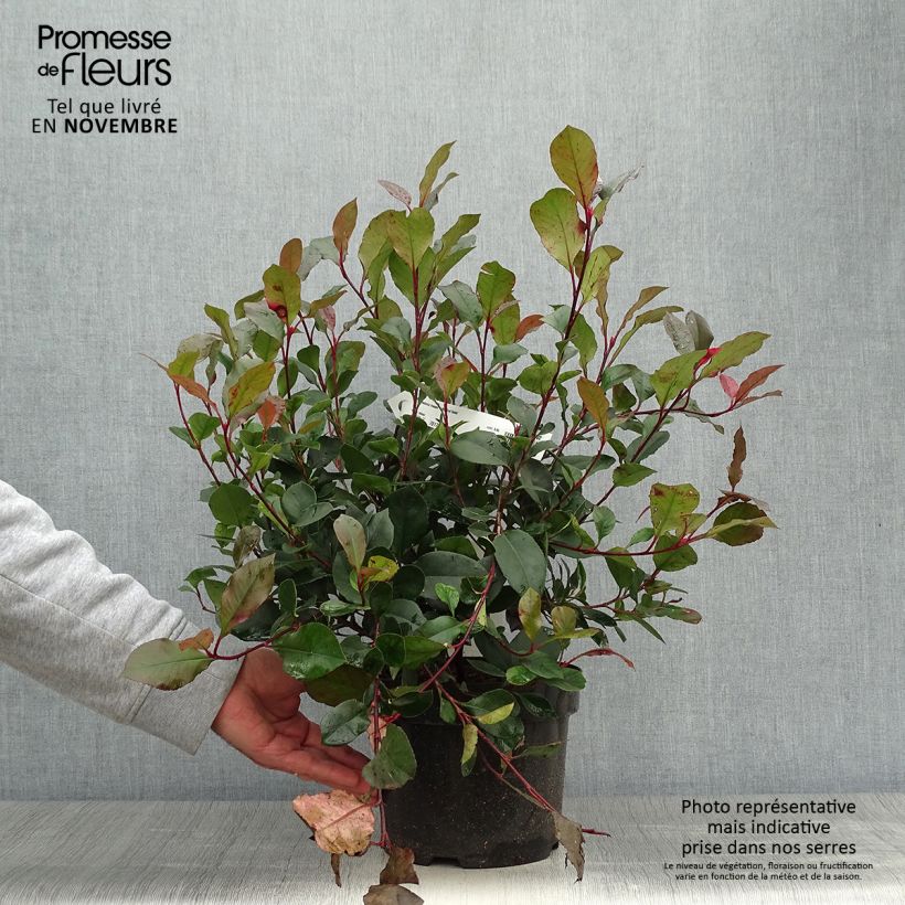 Ejemplar de Photinia fraseri Little Red Robin - Fotinia Maceta 2L/3L entregado en otoño