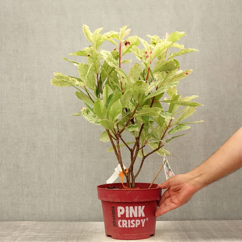 Ejemplar de Photinia serratifolia Pink Crispy - Fotinia Maceta 4L/5L entregado en verano