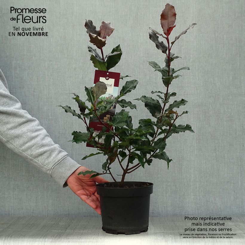 Ejemplar de Photinia fraseri Magical Volcano - Fotinia Maceta 2L/3L entregado en otoño