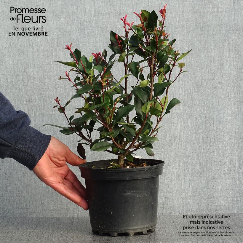 Ejemplar de Photinia fraseri Nana - Fotinia Maceta 2L/3L entregado en otoño