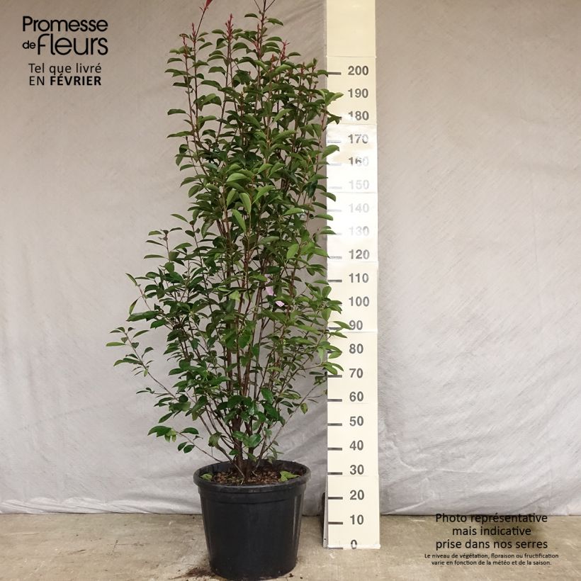 Ejemplar de Photinia fraseri Red Robin - Fotinia Maceta 50L/55L entregado en otoño