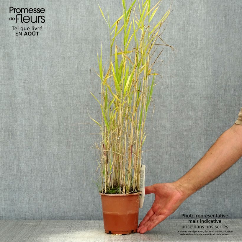 Ejemplar de Phragmites australis - Carrizo Maceta 1L/1,5L entregado en verano