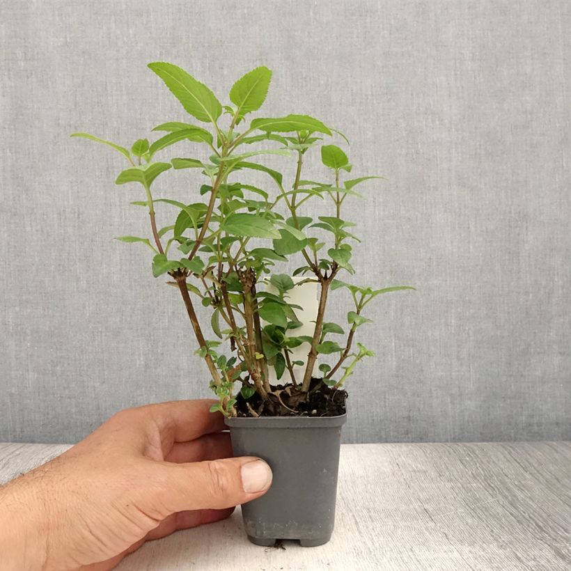 Ejemplar de Phygelius capensis - Fuchsia du Cap Godet de 8/9 cm entregado en verano