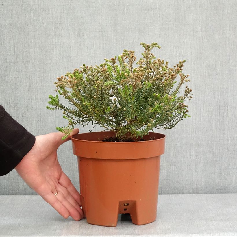 Phylica ericoides - Bruyère du cap Maceta 3L/4L Ejemplar entregado en invierno