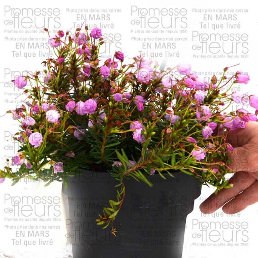 Ejemplo de ejemplar de Phylliopsis hillieri Sprite - Phylliopsis Rose Pot de 1L/1,5L tal y como se entrega