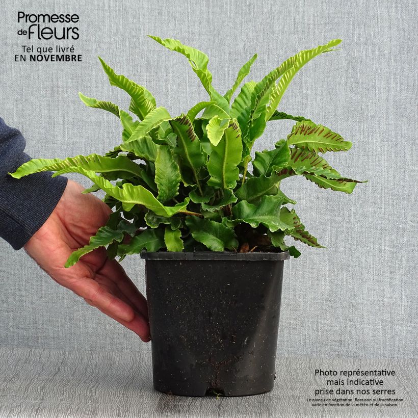 Ejemplar de Phyllitis scolopendrium - Escolopendra Maceta 2L/3L entregado en otoño