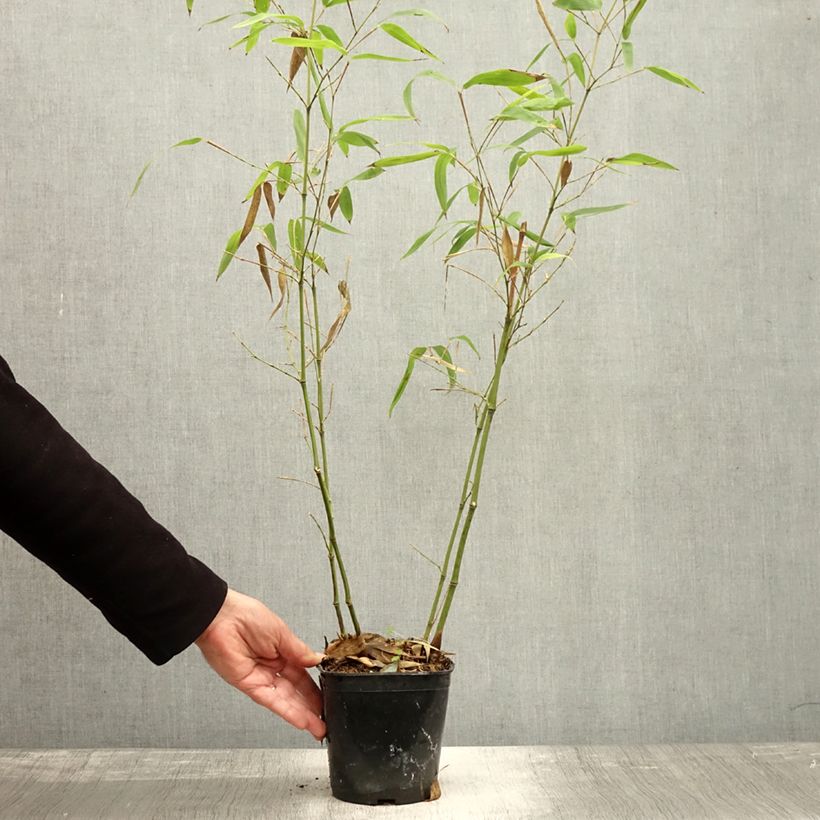 Ejemplar de Phyllostachys atrovaginata Green Perfume - Bambú de agua Maceta 2L/3L entregado en otoño