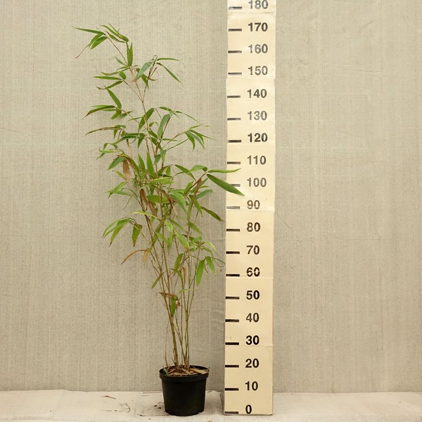 Ejemplar de Phyllostachys edulis - Bambú moso Maceta 4L/5L entregado en otoño