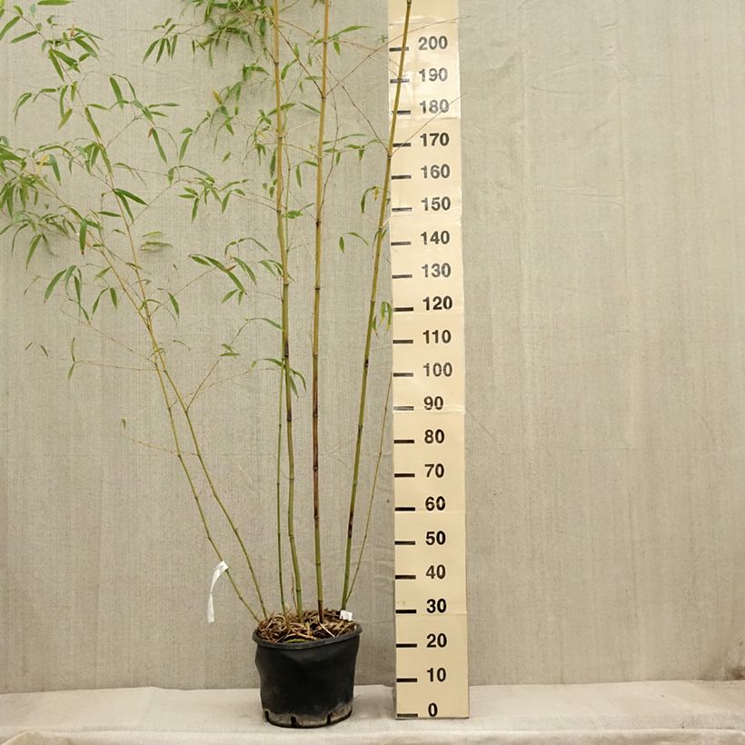 Ejemplar de Phyllostachys flexuosa - Bambú Maceta 12L/15L entregado en otoño
