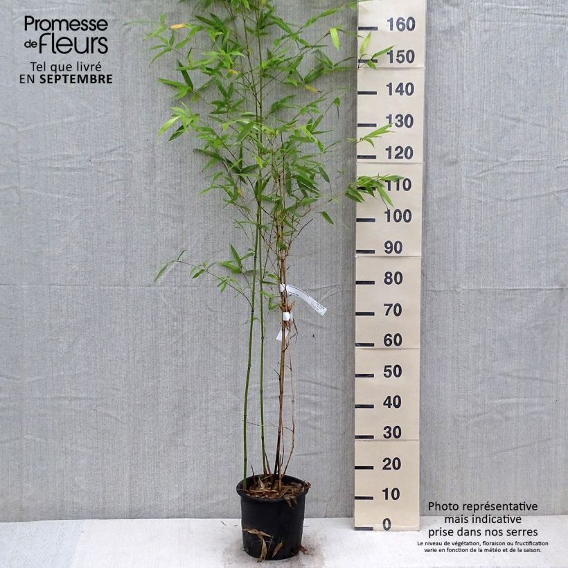 Ejemplar de Phyllostachys glauca - Bambú Maceta 4L/5L entregado en otoño
