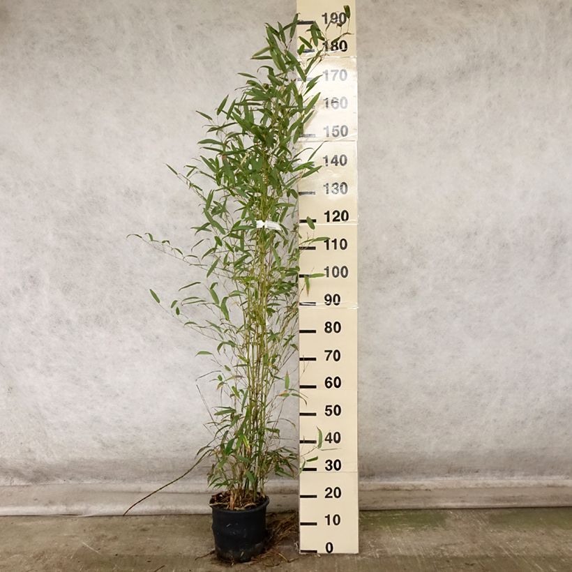 Ejemplar de Phyllostachys heteroclada - Bambú Maceta 4L/5L entregado en otoño