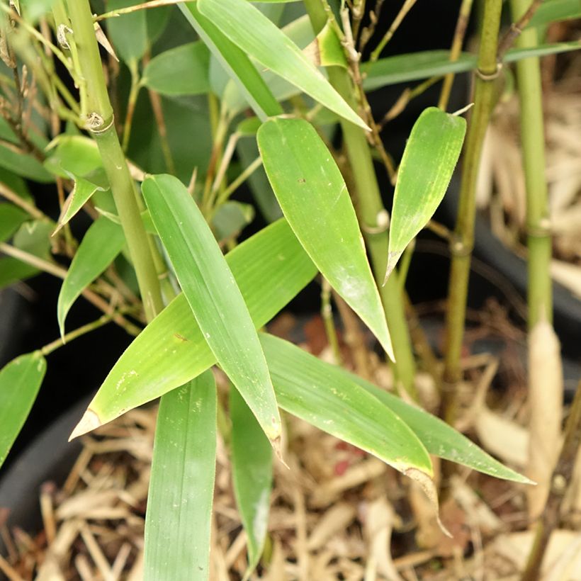 Phyllostachys heteroclada - Bambú (Follaje)