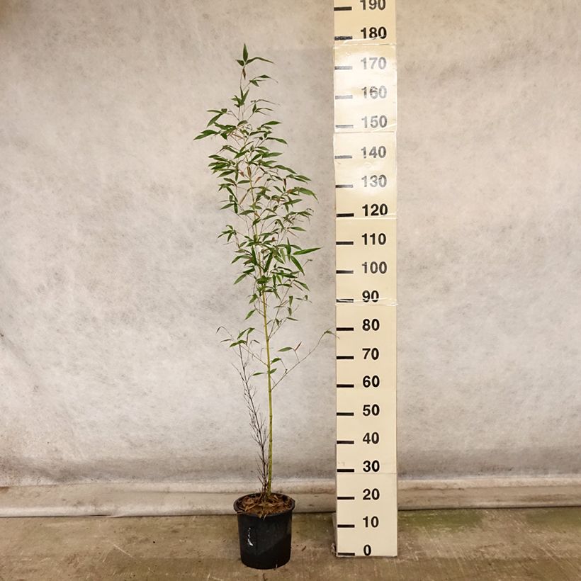 Ejemplar de Phyllostachys viridis Sulphurea - Bambú Maceta 4L/5L entregado en otoño
