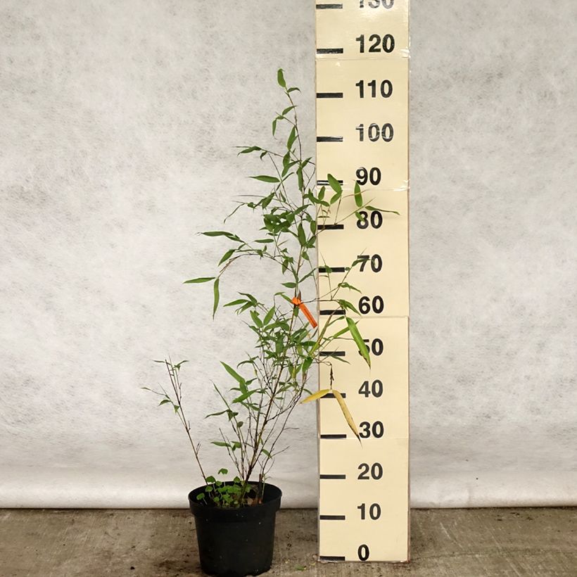 Phyllostachys viridis Sulphurea - Bambú Maceta 4L/5LAltura de entrega aprox. 60/80cm Ejemplar entregado en la primavera