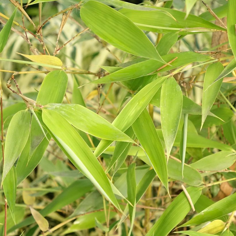 Phyllostachys viridis Sulphurea - Bambú (Follaje)