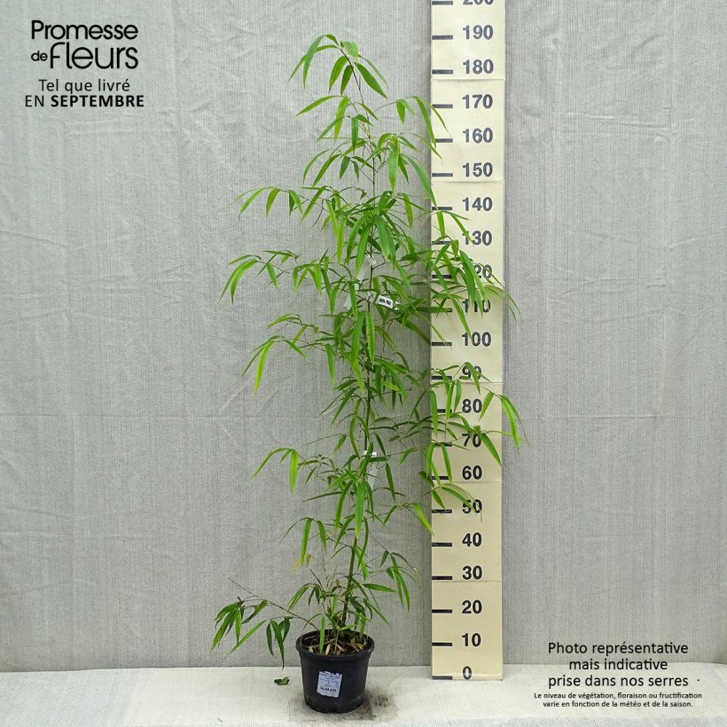 Ejemplar de Phyllostachys vivax Huangwenzhu - Bambú Maceta 4L/5L entregado en otoño