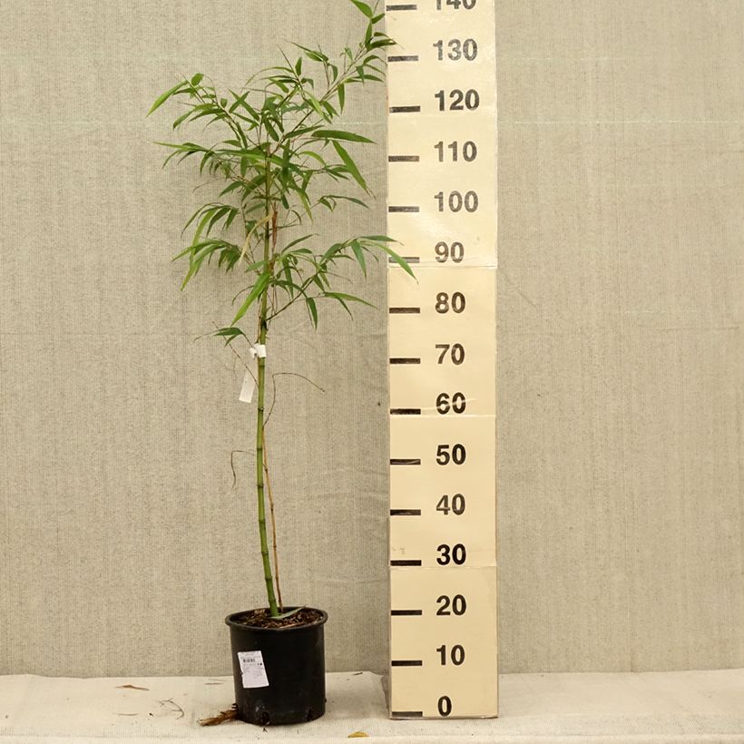 Ejemplar de Phyllostachys vivax MacClure - Bambú Maceta 4L/5L entregado en otoño