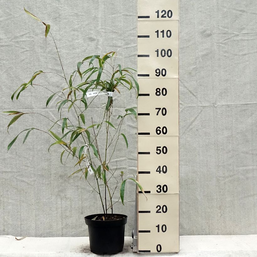 Phyllostachys vivax MacClure - Bambú Maceta 4L/5LAltura de entrega aprox. 100/150cm Ejemplar entregado en la primavera
