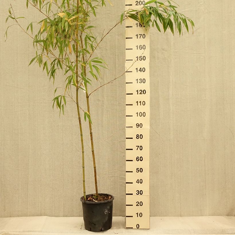 Ejemplar de Phyllostachys vivax MacClure - Bambú Maceta 12L/15L entregado en otoño