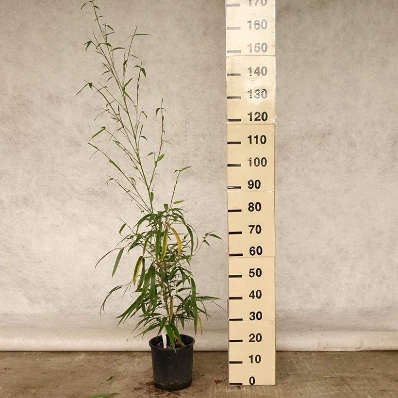Ejemplar de Phyllostachys vivax MacClure - Bambú Maceta 12L/15LAltura de entrega aprox. 175/200cm entregado en verano