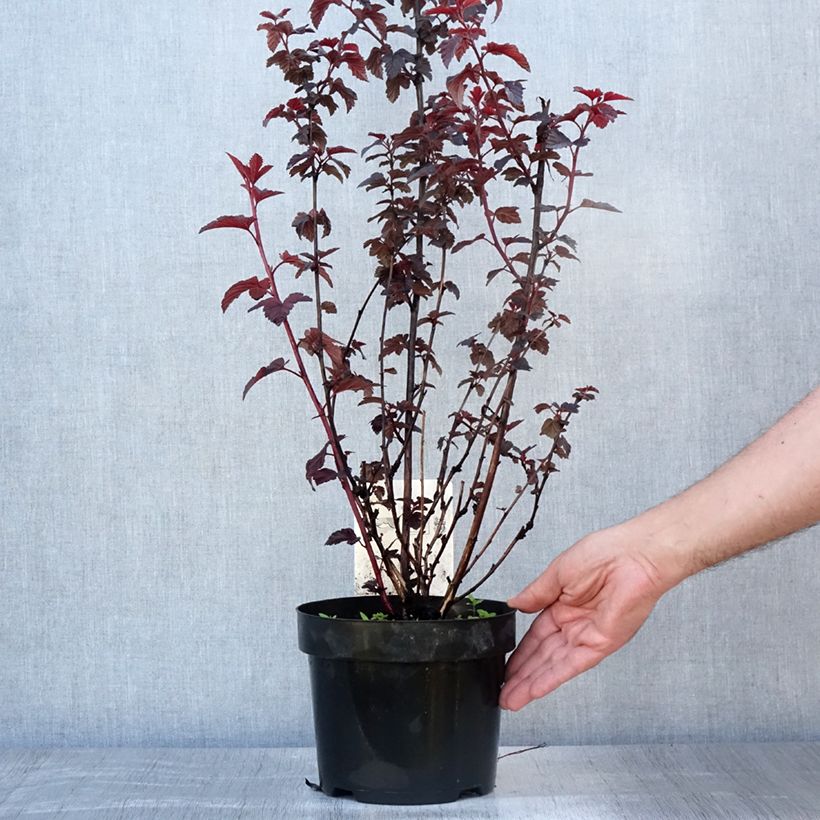 Ejemplar de Physocarpus opulifolius Rubella Maceta 2L/3L entregado en verano