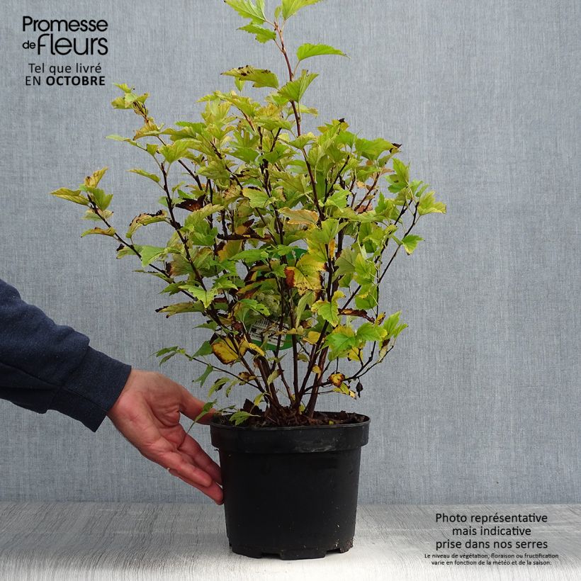 Ejemplar de Physocarpus opulifolius Dart's Gold Maceta 3L/4L entregado en otoño
