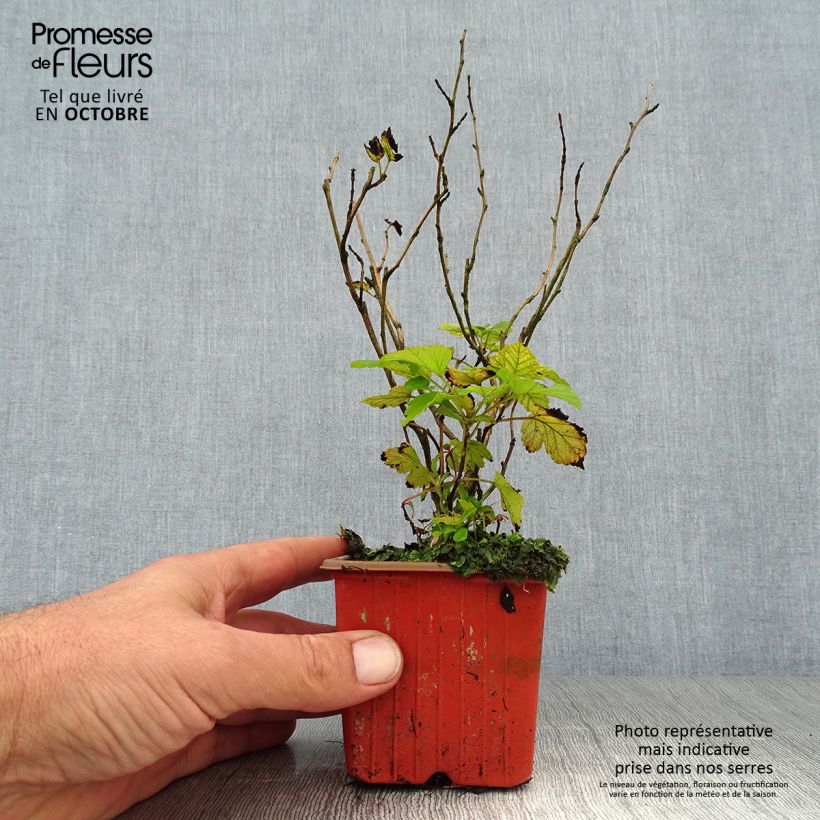 Ejemplar de Physocarpus opulifolius Dart's Gold Maceta de 8/9 cm entregado en otoño