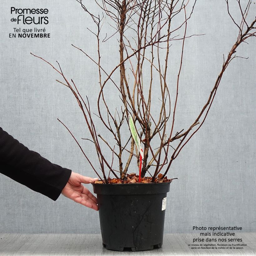 Ejemplar de Physocarpus opulifolius Dart's Gold Maceta 6L/7L entregado en otoño