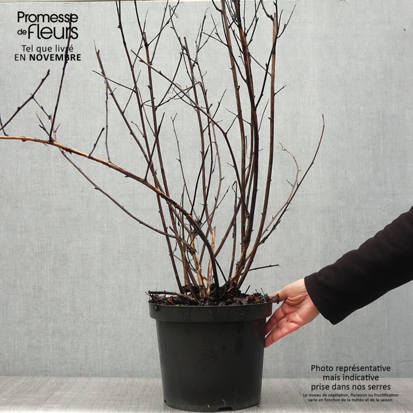Ejemplar de Physocarpus opulifolius Midnight Maceta 7,5L/10L entregado en otoño