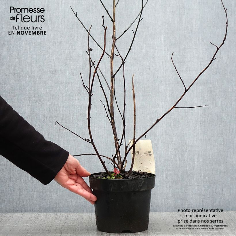 Ejemplar de Physocarpus opulifolius Midnight Maceta 3L/4L entregado en otoño