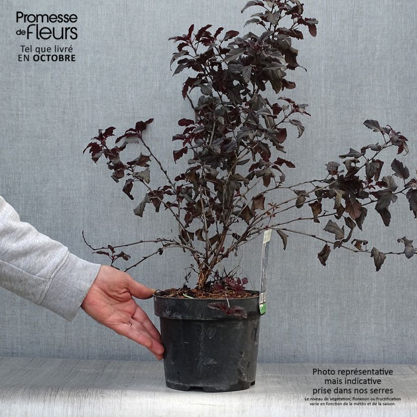 Ejemplar de Physocarpus opulifolius All Black Maceta 3L/4L entregado en otoño